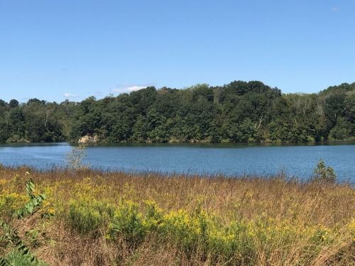A serene lake surrounded by lush green trees and golden wildflowers under a clear blue sky.