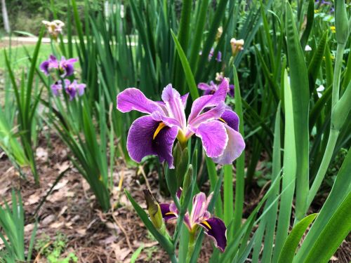 A close-up of a vibrant purple iris flower surrounded by green leaves and other blooming irises in a garden setting.