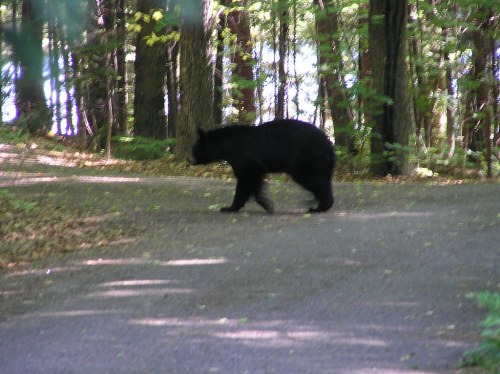 A black bear walking across a forested road, surrounded by trees and dappled sunlight.