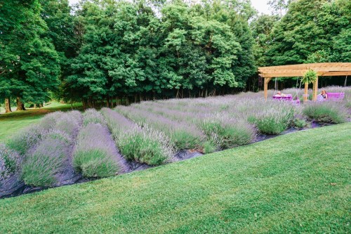 A lush lavender field with rows of purple flowers, bordered by green grass and trees in the background.