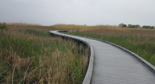 A winding wooden boardwalk through tall grasses and reeds in a misty landscape.