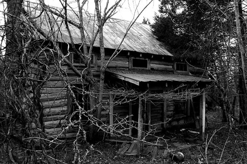 An abandoned log cabin surrounded by overgrown trees and vines, captured in black and white.