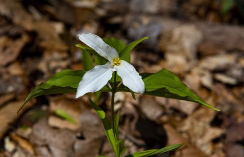 A white trillium flower with green leaves, surrounded by brown leaves on the forest floor.