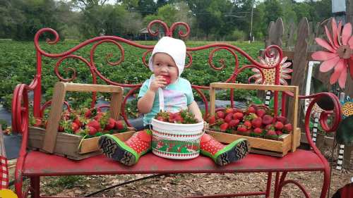A child sits on a red bench surrounded by baskets of fresh strawberries, enjoying one while in a strawberry field.