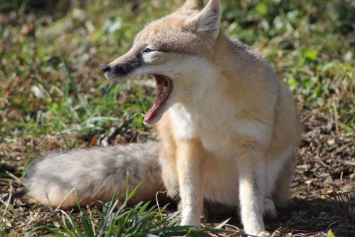A fox yawning while sitting on the ground, surrounded by grass and greenery.