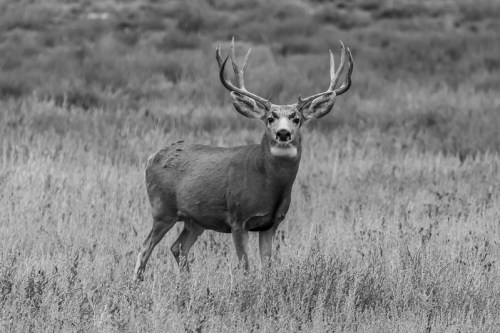 A black and white image of a deer with antlers standing in a grassy field, looking directly at the camera.
