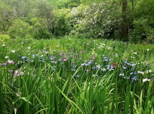 A lush green field filled with colorful wildflowers, surrounded by trees and greenery.