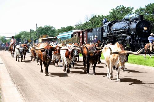 A herd of longhorn cattle walking down a road, with a vintage steam train and people in the background.