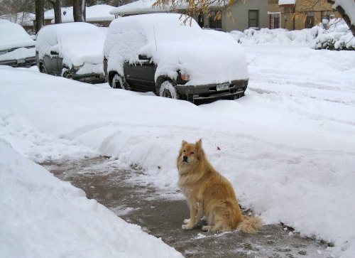 A fluffy dog sits on a snowy sidewalk, with snow-covered cars parked nearby in a winter scene.