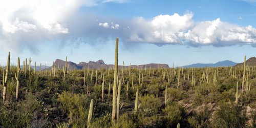 A desert landscape featuring tall cacti, green vegetation, and distant mountains under a partly cloudy sky.