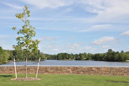 A young tree stands near a stone wall, overlooking a calm lake under a blue sky with scattered clouds.