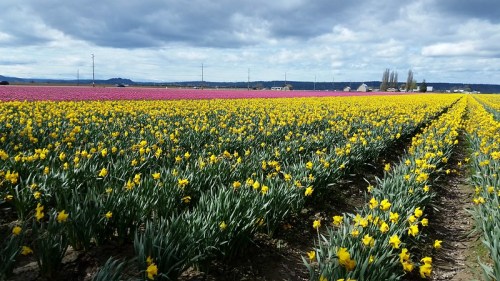 Vibrant fields of yellow daffodils and pink tulips under a cloudy sky, stretching into the distance.