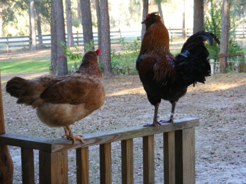 A hen and a rooster perched on a wooden railing in a wooded outdoor setting.