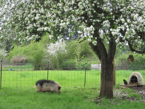 A pig grazes in a grassy field under a flowering tree, with a small shelter nearby.