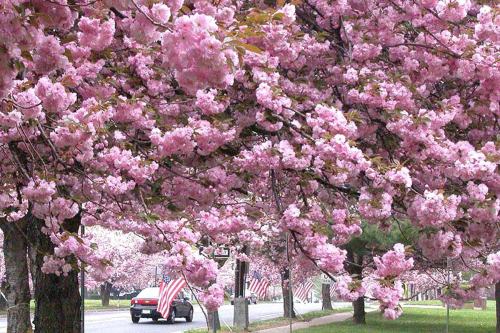 A street lined with blooming pink cherry blossom trees and American flags along the roadside.