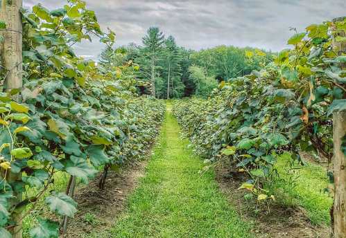 A lush vineyard with rows of grapevines and a grassy path, set against a backdrop of trees and cloudy skies.