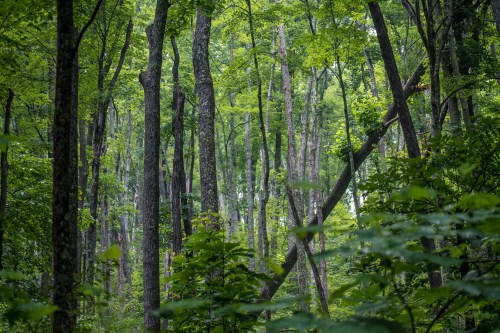 Lush green forest with tall trees and dense foliage, creating a serene and tranquil natural environment.