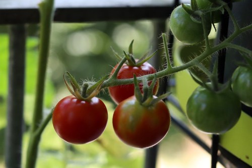 A close-up of a tomato plant with ripe red tomatoes and unripe green tomatoes on the vine.