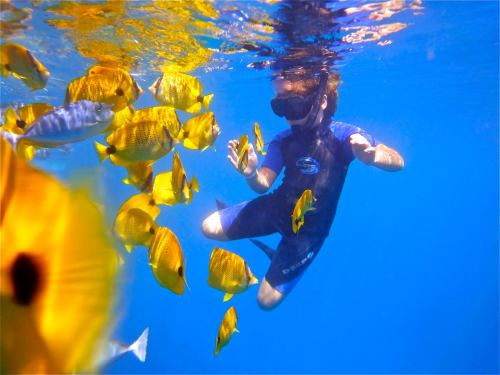 A person in a wetsuit snorkels underwater among a school of vibrant yellow and blue fish in clear blue water.