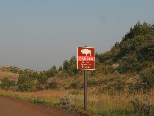 A brown sign warns "Danger: Do Not Approach Wildlife," with a bison graphic, set against a grassy landscape.