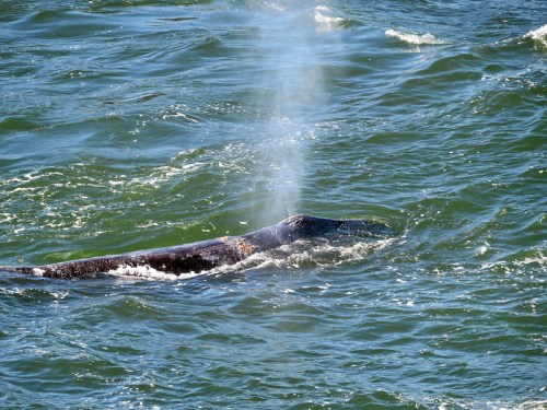 A whale surfaces in the ocean, spouting water into the air against a backdrop of shimmering blue waves.
