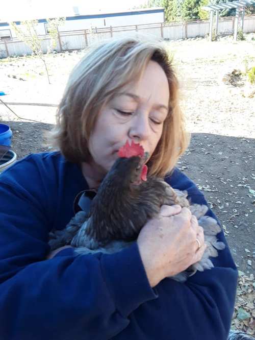 A woman gently kisses a chicken while holding it close in a sunny outdoor setting.