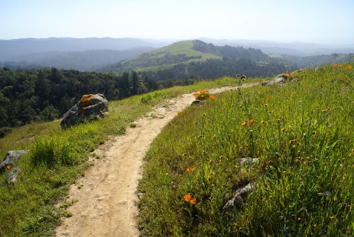 A winding dirt path through vibrant wildflowers, leading to rolling green hills under a clear blue sky.