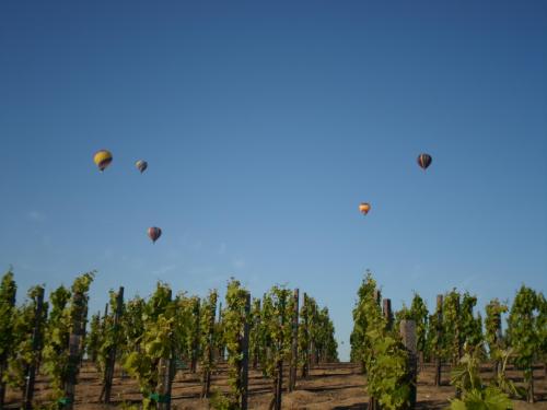 Colorful hot air balloons float above a vineyard under a clear blue sky.