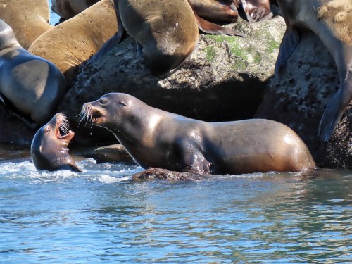 Two sea lions playfully interact in the water near a rocky shore, one with its mouth open, splashing around.