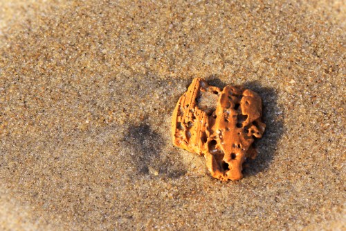 A piece of weathered wood resting on sandy beach, with fine grains of sand surrounding it.