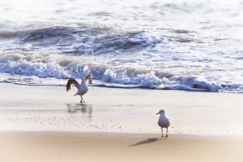 Two seagulls on a sandy beach, with gentle waves lapping at the shore in the background.