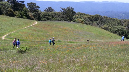 A group of people walking on a grassy trail surrounded by colorful wildflowers and rolling hills in the background.