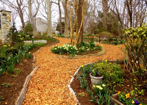 A winding garden path lined with daffodils and surrounded by trees, featuring mulch and stone borders.