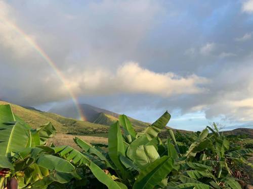 A vibrant rainbow arcs over lush green mountains, framed by banana plants under a partly cloudy sky.