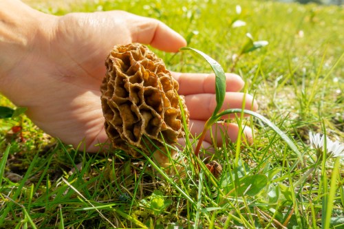 A hand holding a morel mushroom on green grass, with small plants and flowers in the background.