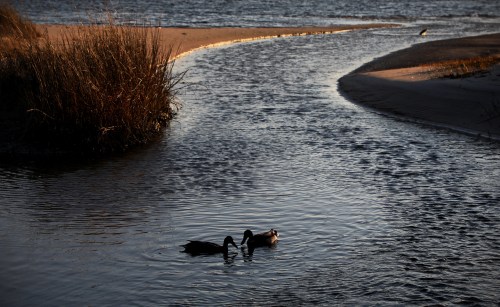 Two ducks swim in a winding stream, surrounded by tall grass and a sandy shore under soft evening light.