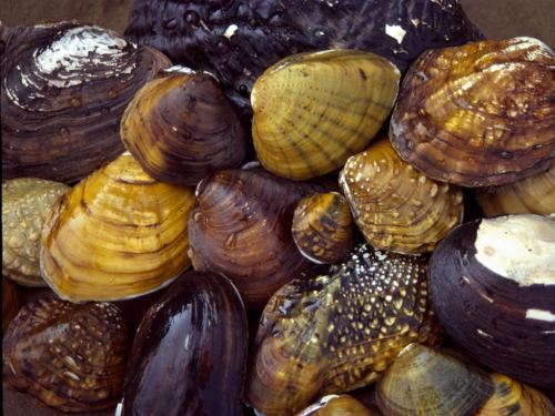 A close-up of various colorful seashells, showcasing different shapes and textures on a sandy surface.