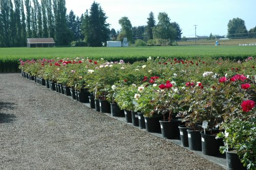 A row of potted roses in various colors, set against a backdrop of trees and open fields.