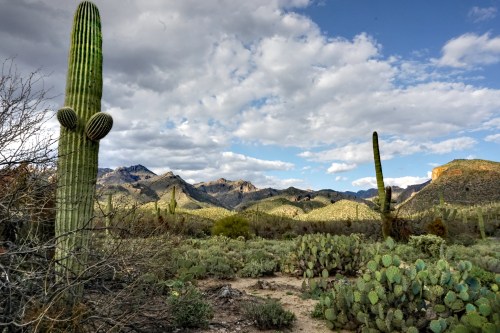 A desert landscape featuring tall cacti, rocky mountains, and a cloudy sky, with various desert plants in the foreground.