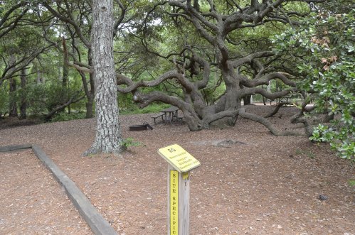 A twisted tree in a wooded area with a sign labeled "Site Specific" and a picnic table in the background.