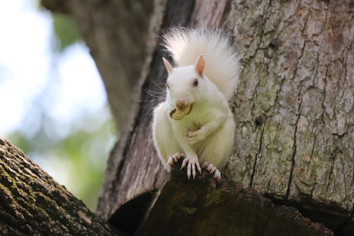 A white squirrel perched on a tree branch, holding a piece of food in its paws.