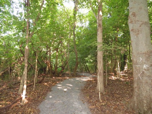 A winding gravel path through a lush green forest with tall trees and fallen leaves.