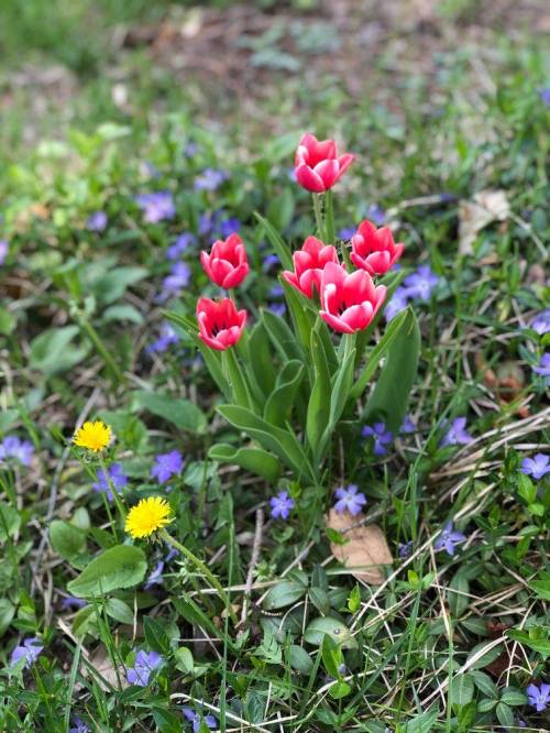 A cluster of vibrant pink tulips surrounded by green grass and small purple and yellow flowers.