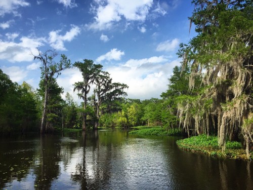 Lush green swamp with cypress trees, Spanish moss, and a calm waterway under a partly cloudy sky.