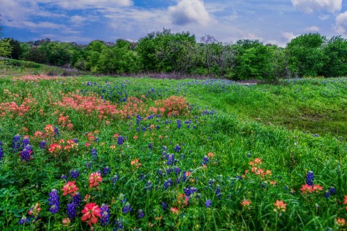 A vibrant field of wildflowers in various colors, surrounded by lush greenery and a blue sky with clouds.