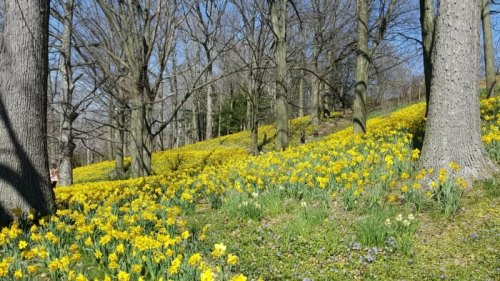 A vibrant field of yellow daffodils blooms among tall trees in a sunny forest setting.
