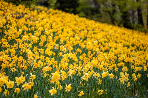 A vibrant field of yellow daffodils swaying gently in the breeze under a clear sky.