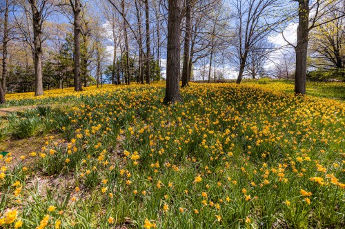 A vibrant field of yellow daffodils blooms under tall trees, with a clear blue sky and scattered clouds above.