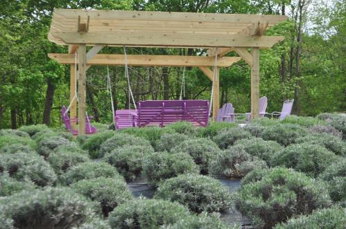 A wooden swing set with purple swings overlooks a field of lush lavender plants in a green landscape.