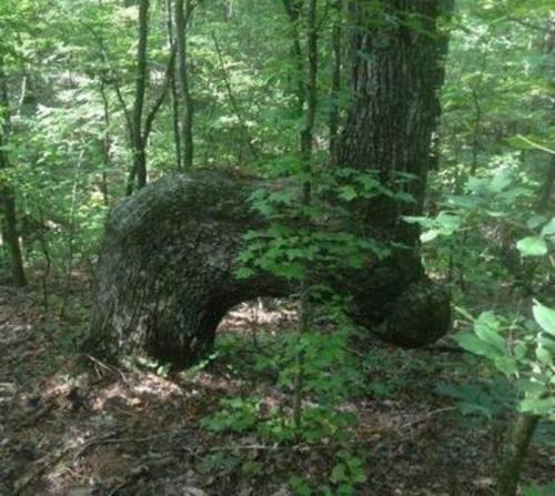 A unique tree with a curved trunk, surrounded by lush green foliage in a forest setting.